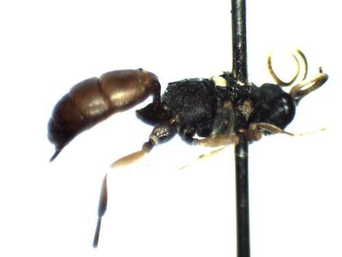 Réf. 311 117 : Vulgichneumon sp.